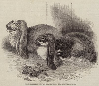Prize Rabbits Recently Exhibited at the Crystal Palace by Harrison William Weir